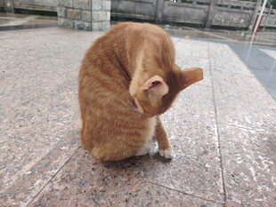 橘猫蹲地挠头