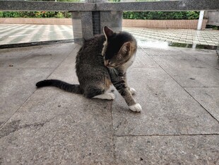 蹲坐地面的可爱花猫