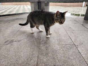 户外行走的花纹猫咪