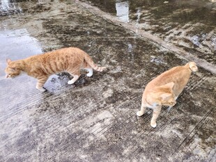两只橘猫在水边漫步