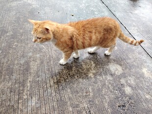 橘猫在地面上悠然行走