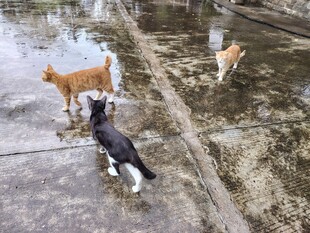 户外几只猫咪在湿地上