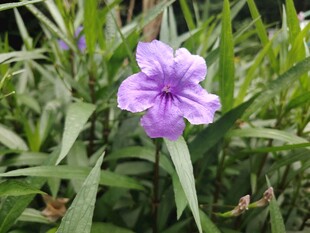 翠芦莉