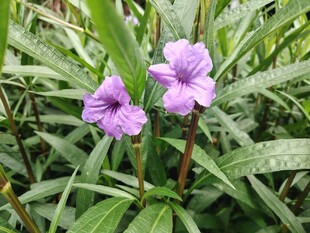 翠芦莉