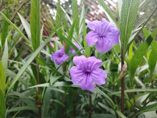 翠芦莉