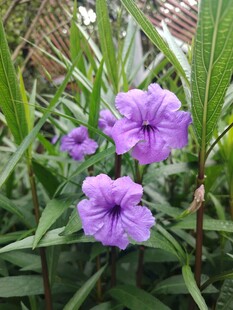 翠芦莉