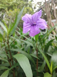 翠芦莉
