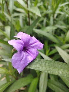 翠芦莉