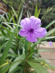 翠芦莉