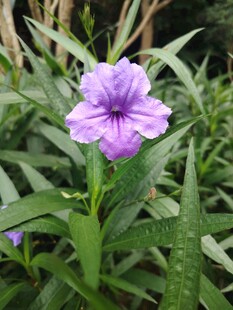 翠芦莉