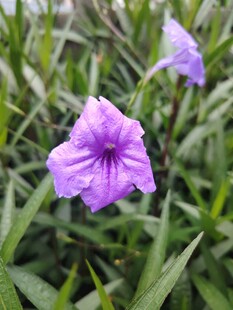 翠芦莉