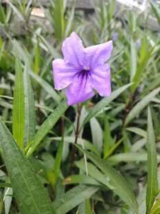 翠芦莉
