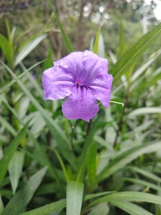 翠芦莉