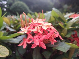 龙船花