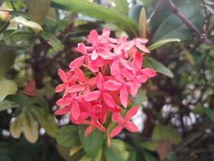龙船花