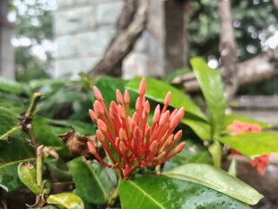 龙船花