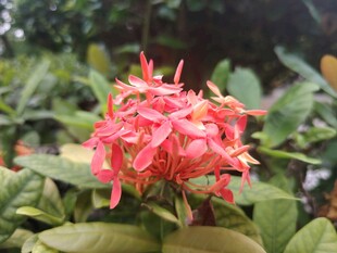 龙船花