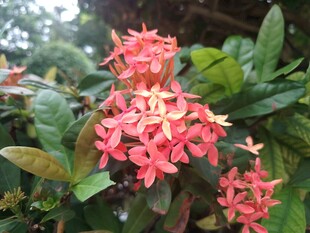 龙船花
