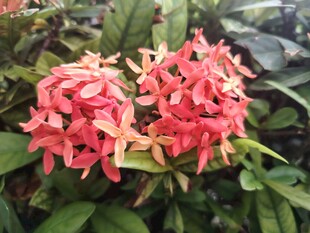 龙船花