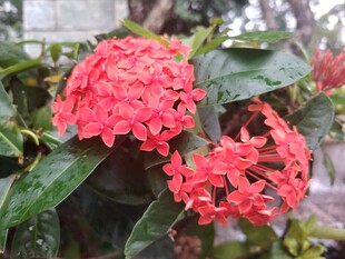 龙船花