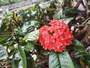 龙船花