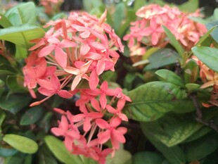 龙船花