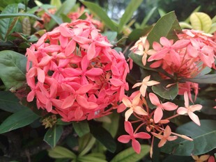 龙船花