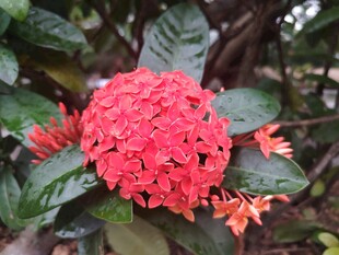 龙船花