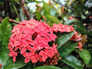 龙船花