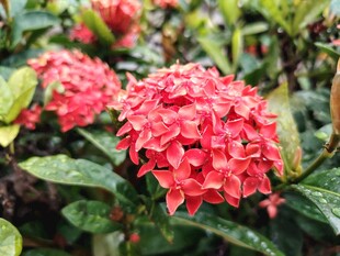 龙船花