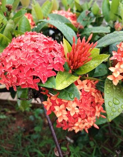 龙船花