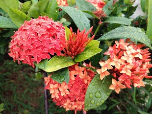 龙船花