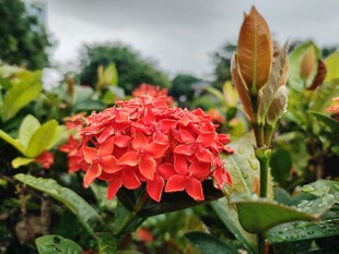 龙船花