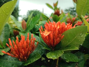 龙船花