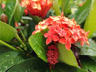 龙船花