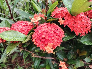 龙船花