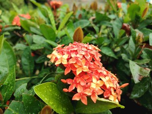 龙船花