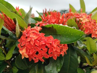 龙船花