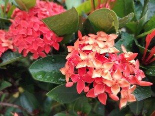 龙船花