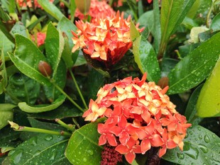 龙船花
