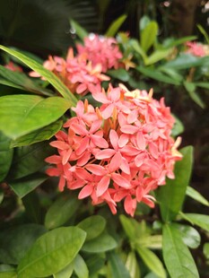 龙船花