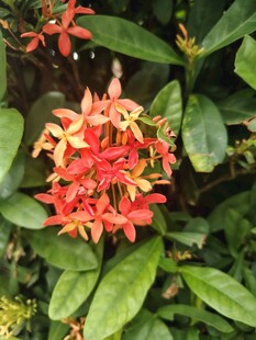 龙船花