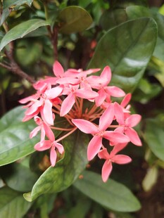 龙船花