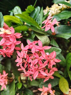 龙船花