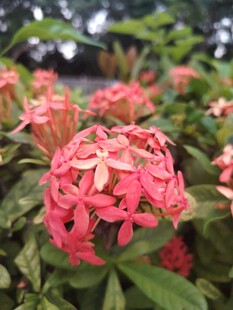 龙船花
