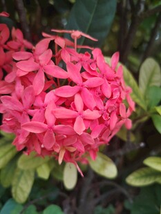 龙船花