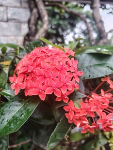 龙船花