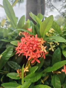 龙船花