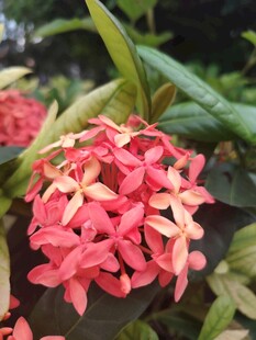 龙船花