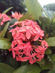 龙船花